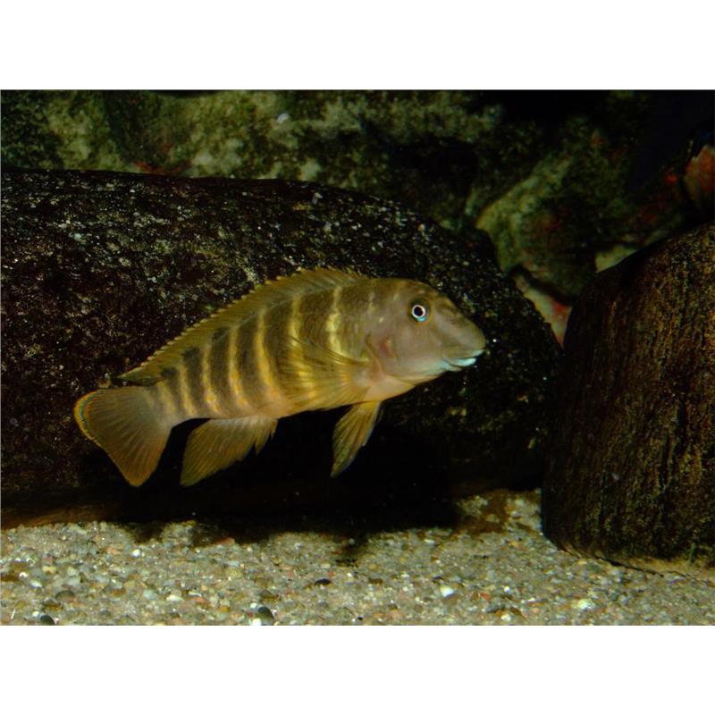 Eretmodus cyanostictus Kigoma - imagine 4